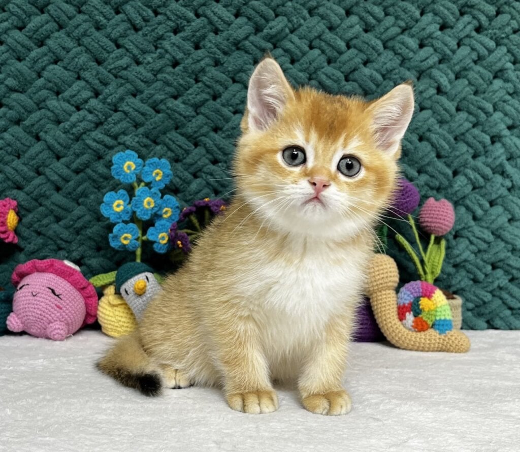 Ximen Scottish Straight Male (Available) $2750