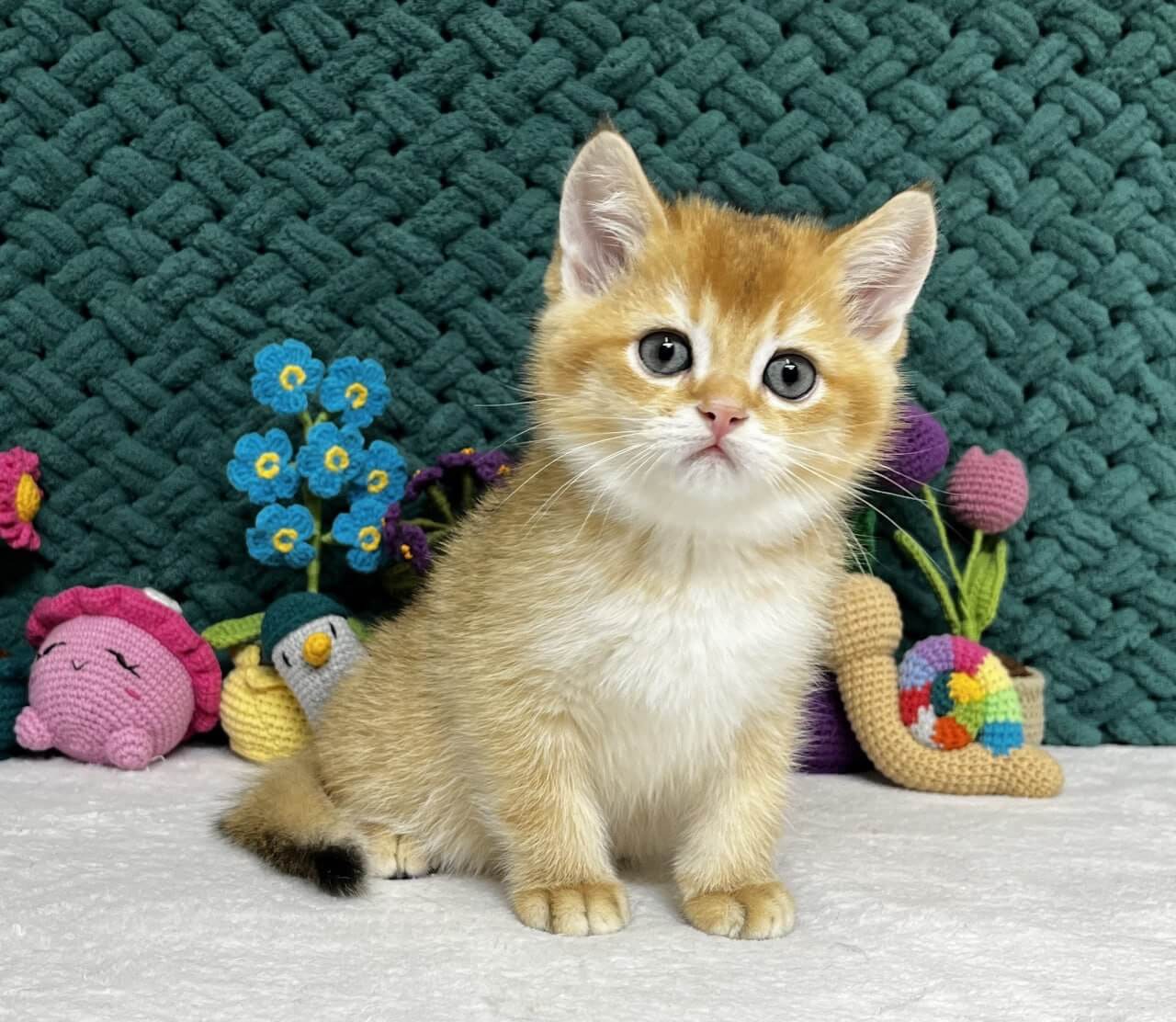 Ximen Scottish Straight Male (Available) $2750