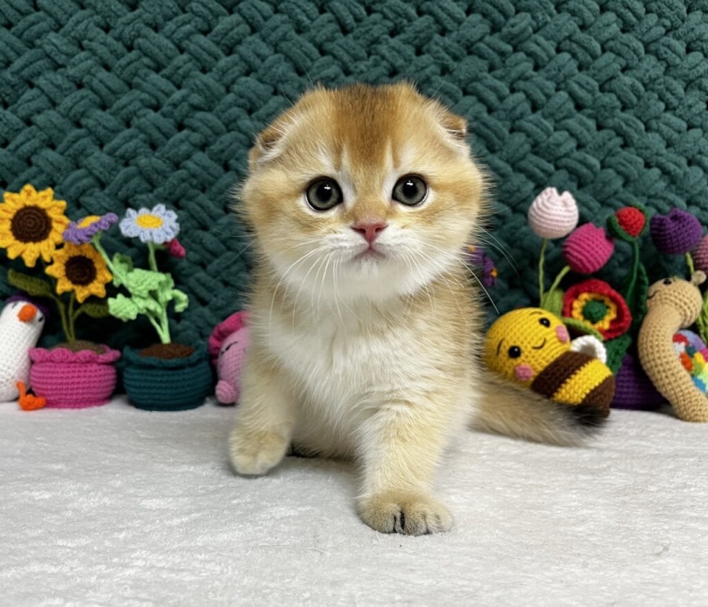 Xena Scottish Fold Female (Available) $2750