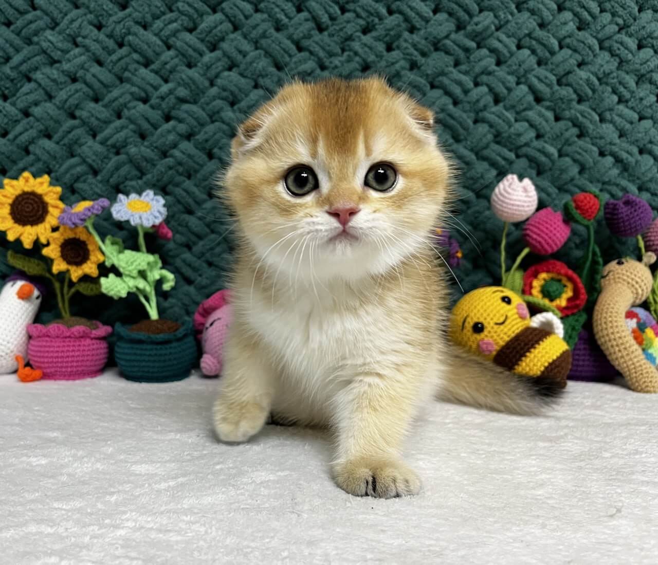 Xena Scottish Fold Female (Available) $2750