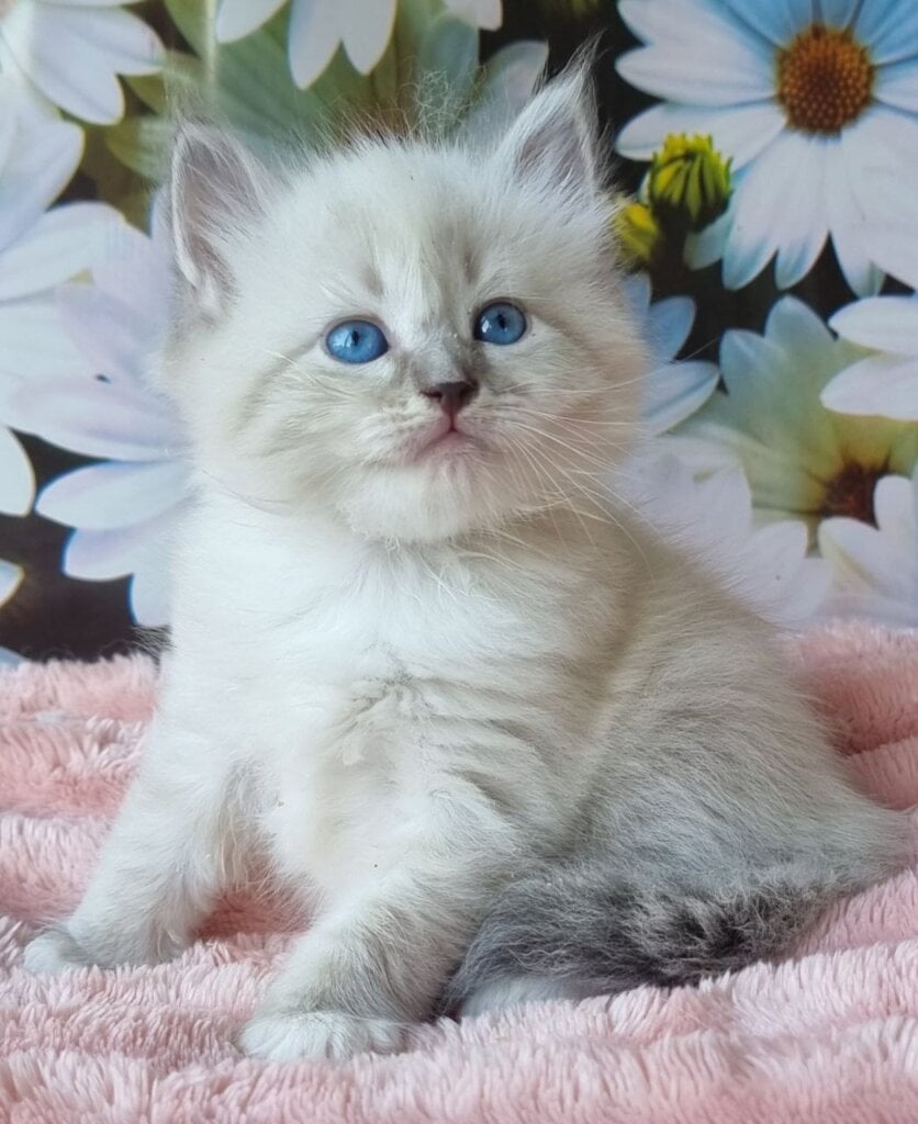 Raven Siberian Female (Available) $3100