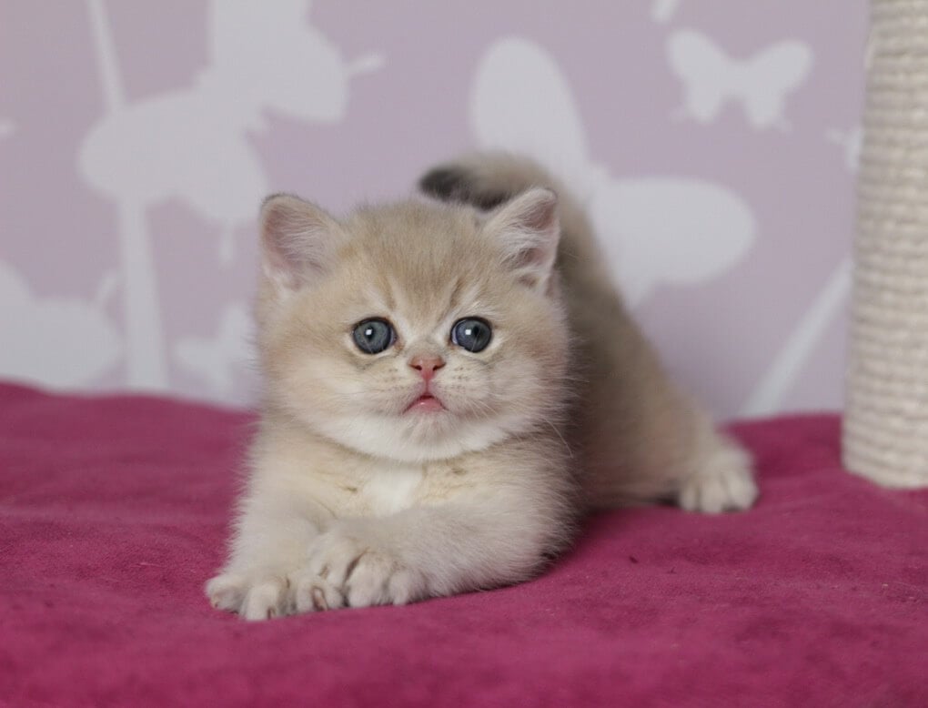 Oliver British Shorthair Male (Available) $2900