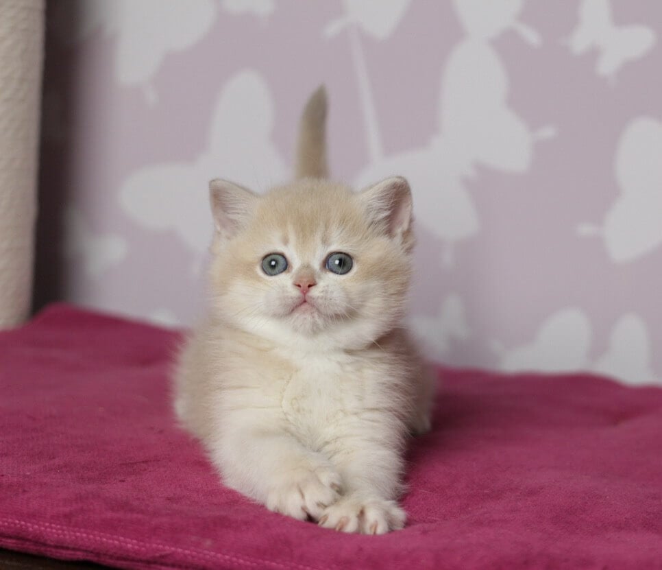 Odri British Shorthair Female (Available) $2900