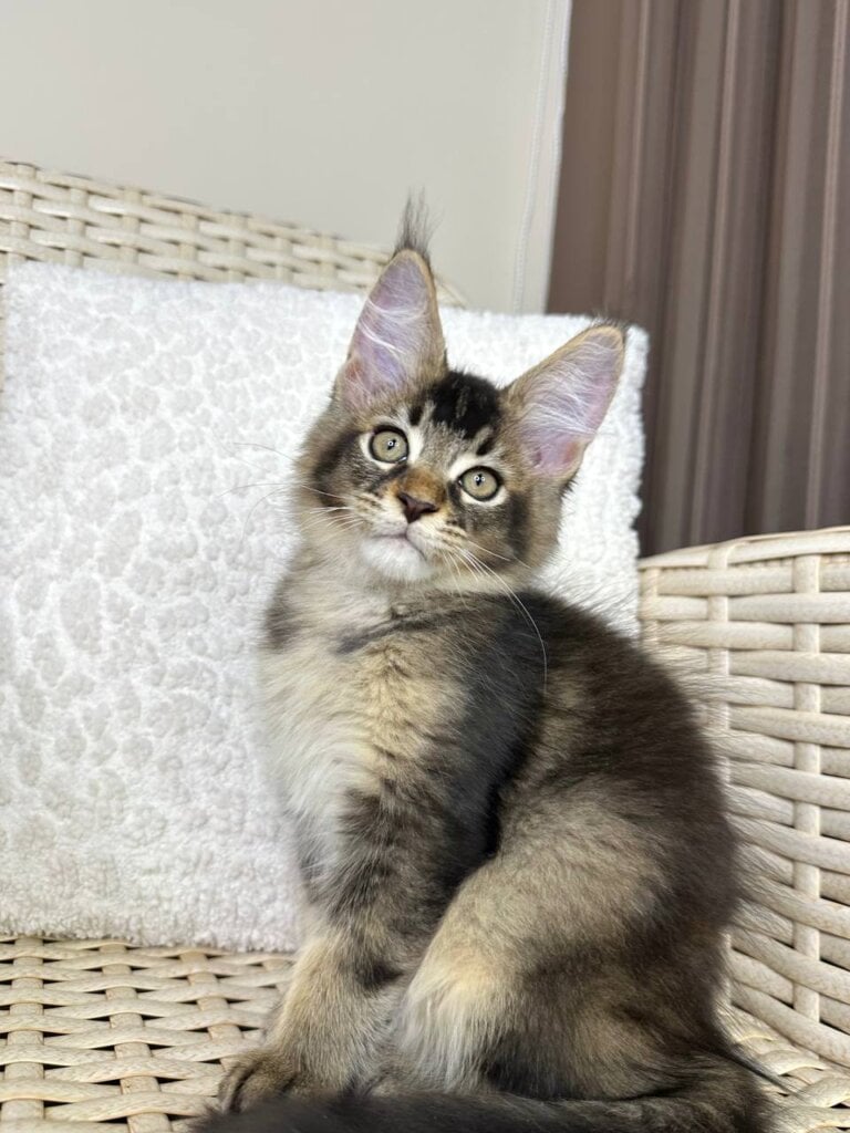 Y’Viking Maine Coon Male (Available) $2900