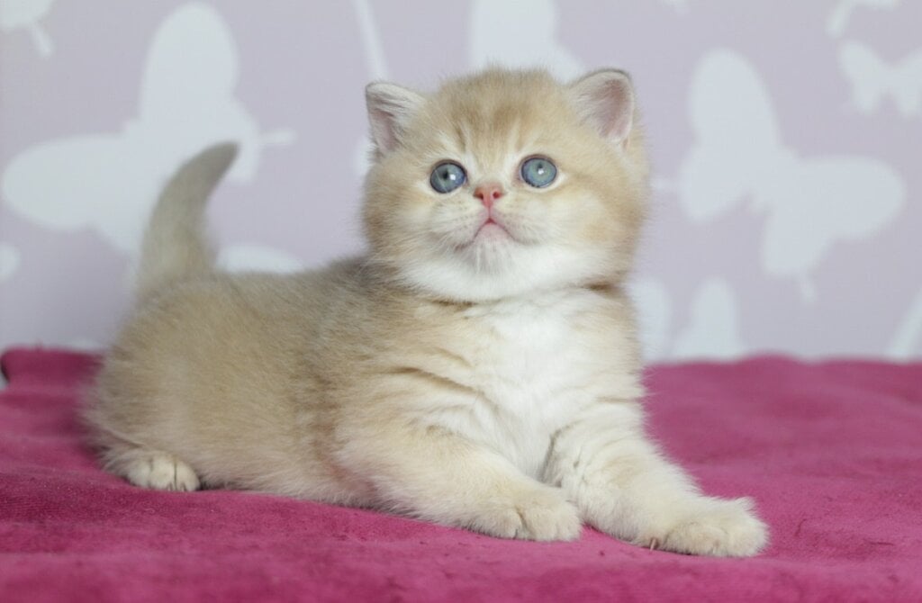 Oscar British Shorthair Male (Available) $2900