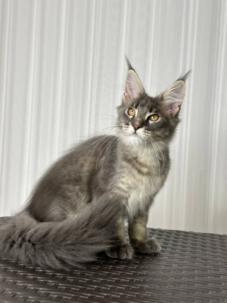 Princess Maine Coon Female (Available) $2700