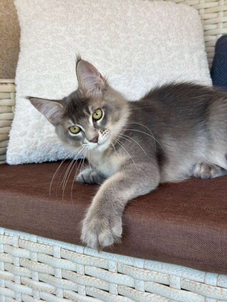 Melissa Maine Coon Female (Available) $2900