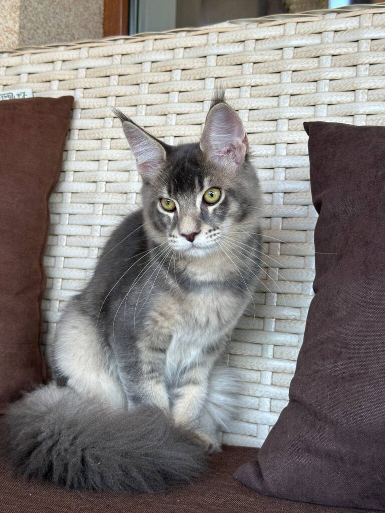 Maxwell Maine Coon Male (Available) $3000