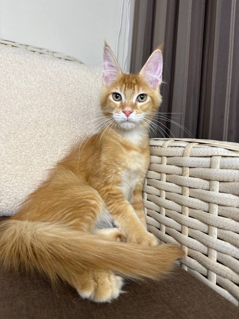 Goodwin Maine Coon  Male (Available) $2800