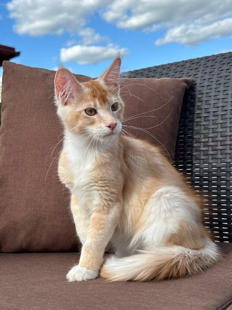 Harvey Maine Coon Male (Available) $2800
