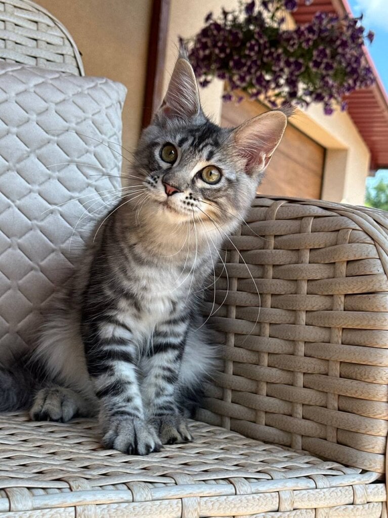 Lilu Maine Coon Female (Available) $2700