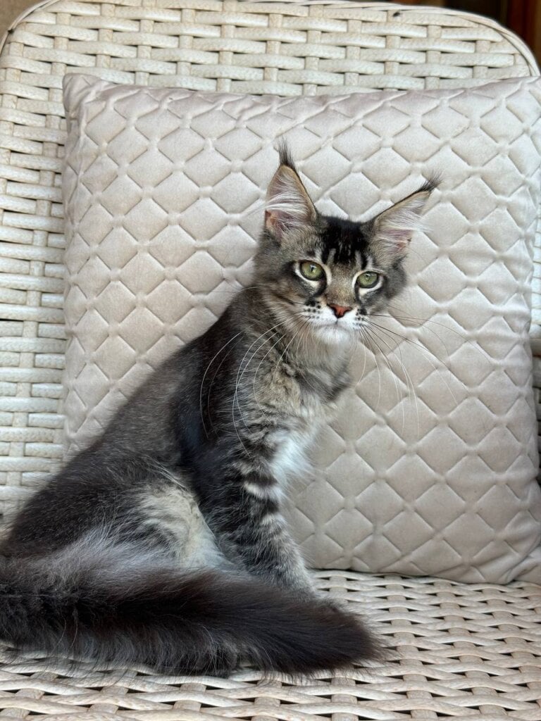 Linka Maine Coon  Female (Available) $2700