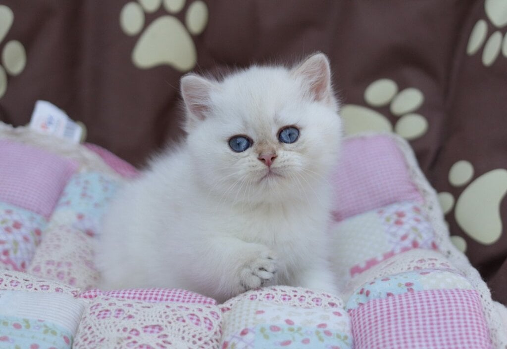 Ecler British Shorthair Male (Available) $2700