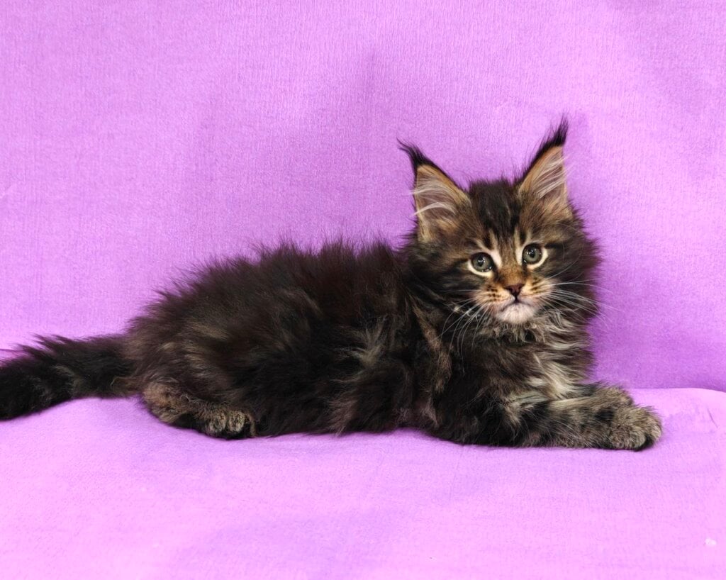 Ines Maine Coon Female (Available) $2950