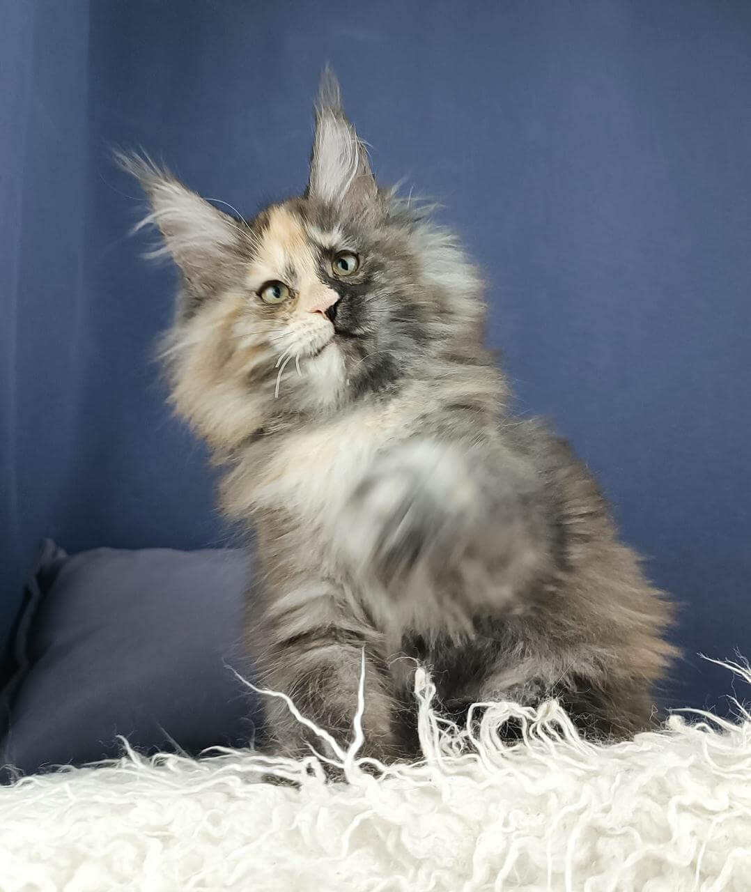 Carina Maine Coon  Female (Available) $3150