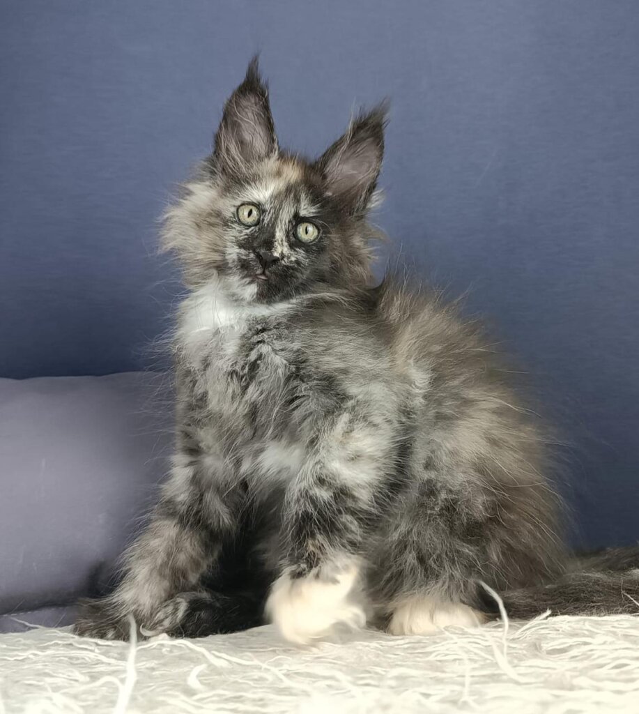 Evrika Maine Coon Female (Available) $2750