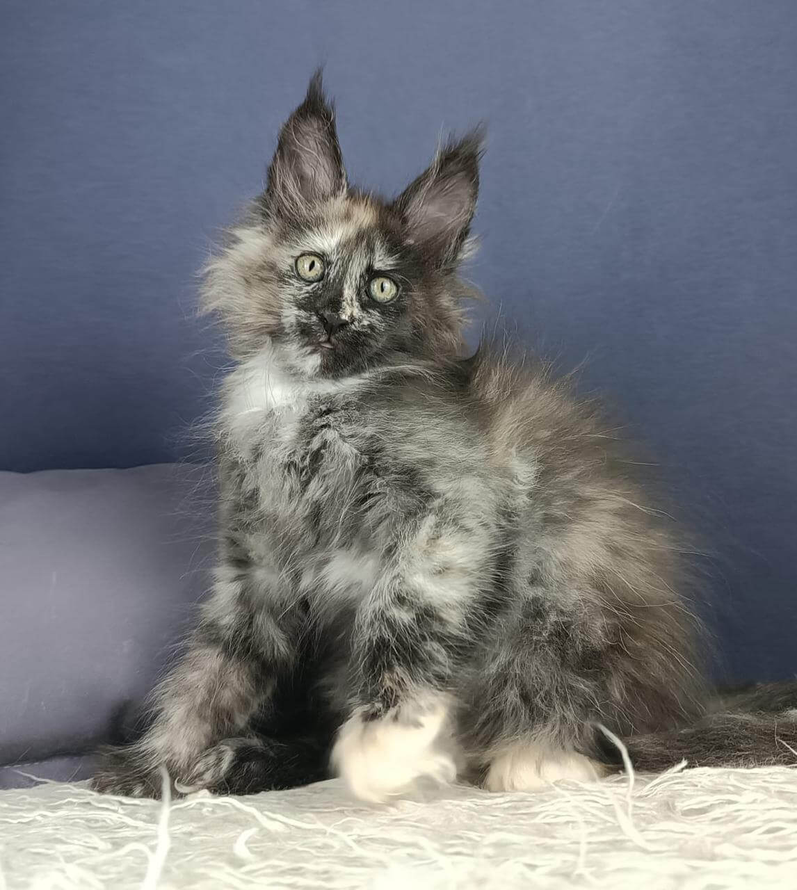 Evrika Maine Coon Female (Available) $2750
