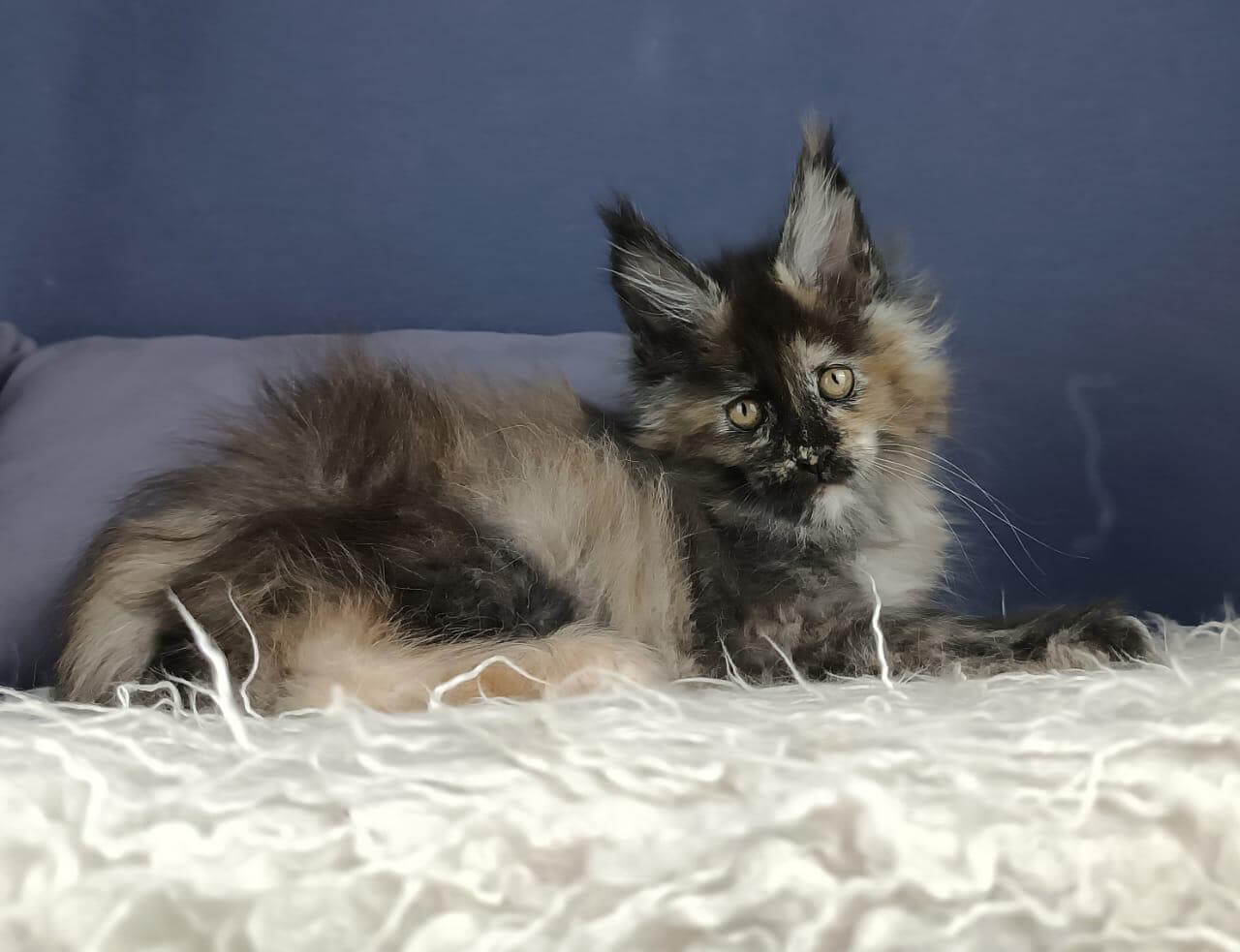 Ecstasy Maine Coon Female (Available) $2750