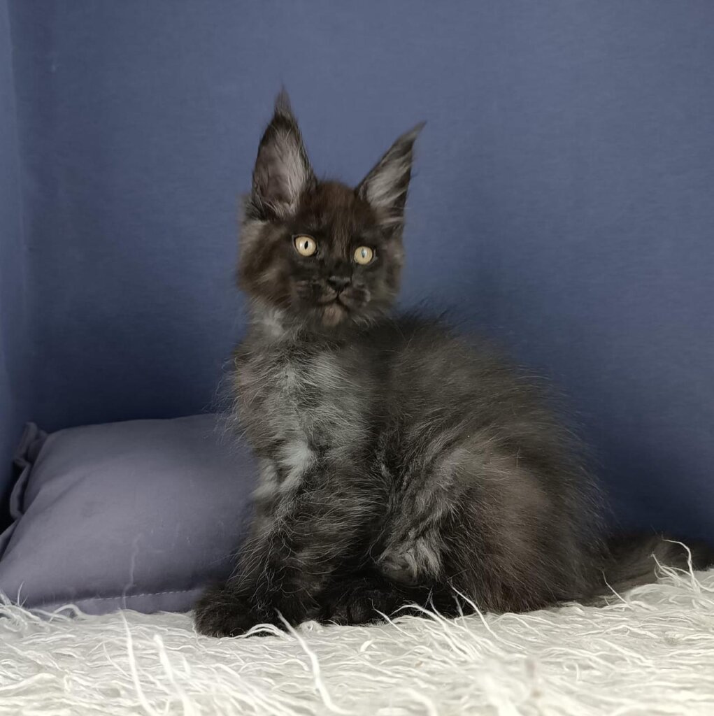 Edelweiss Maine Coon Male (Reserved) 50 - photo 1