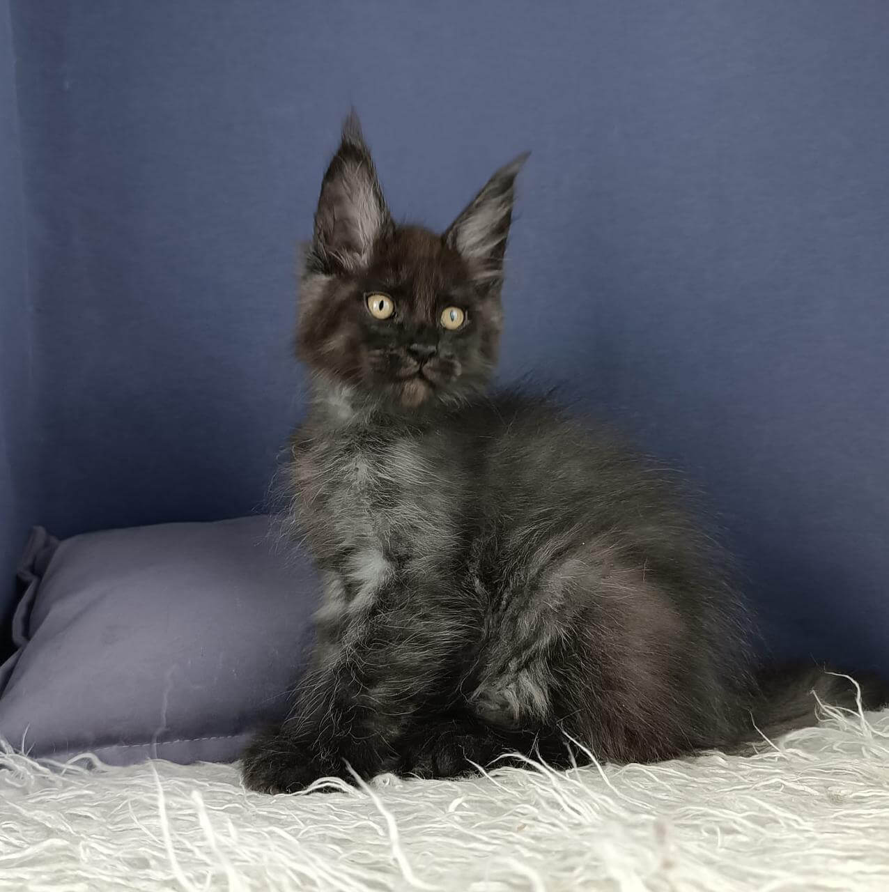 Edelweiss Maine Coon Male (Available) $3150