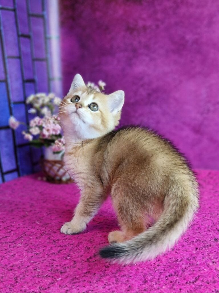 Glafira British Shorthair Female (Available) $2600