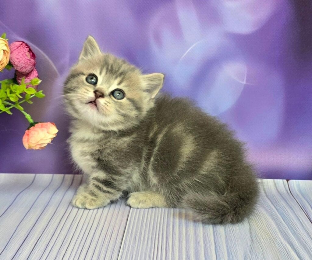 Percy Munchkin Male (Available) $3800