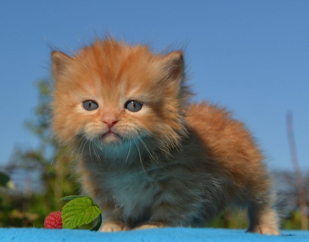 Labubu Munchkin Female (Available) $3200