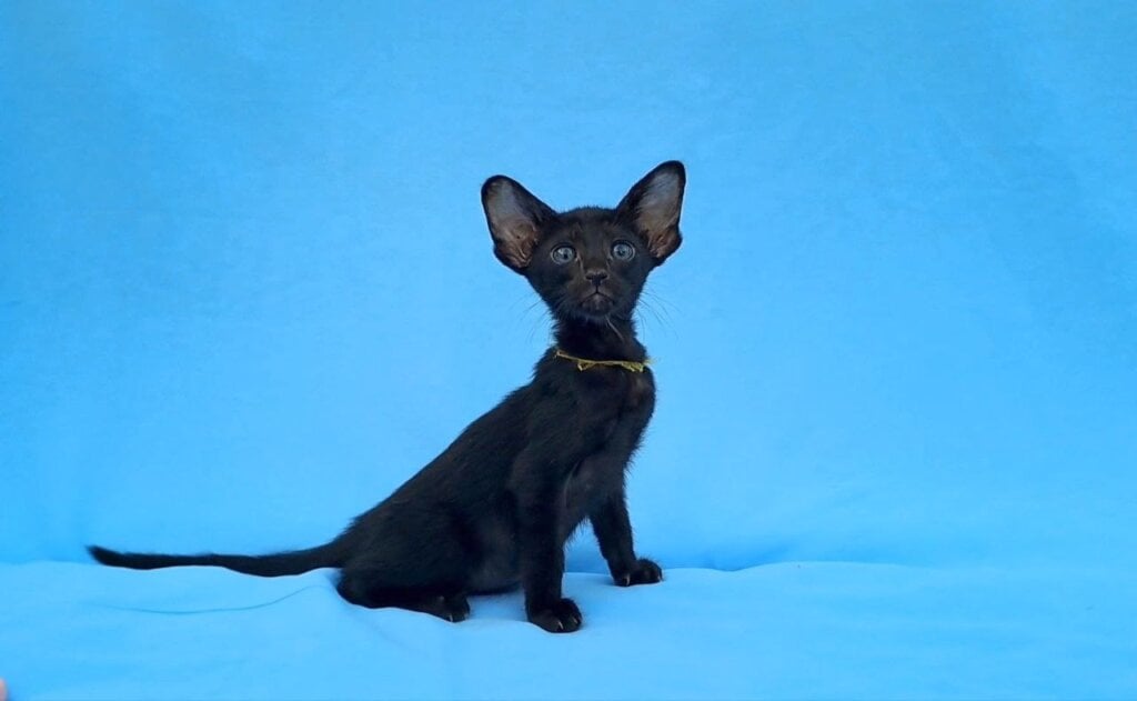 Sam Oriental Male (Available) $3300