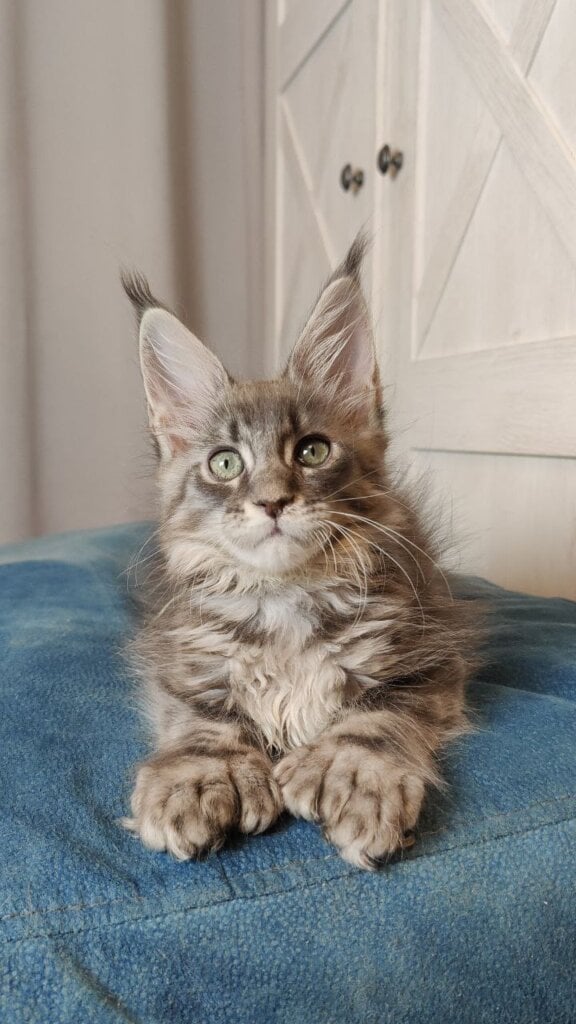 Killian Maine Coon POLY Male (Available) $3200