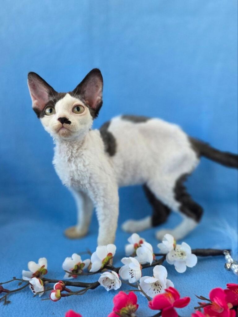 Ulyana Devon Rex Female (Available) $3050