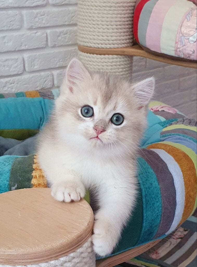 Laki British Shorthair Male (Available) $2800