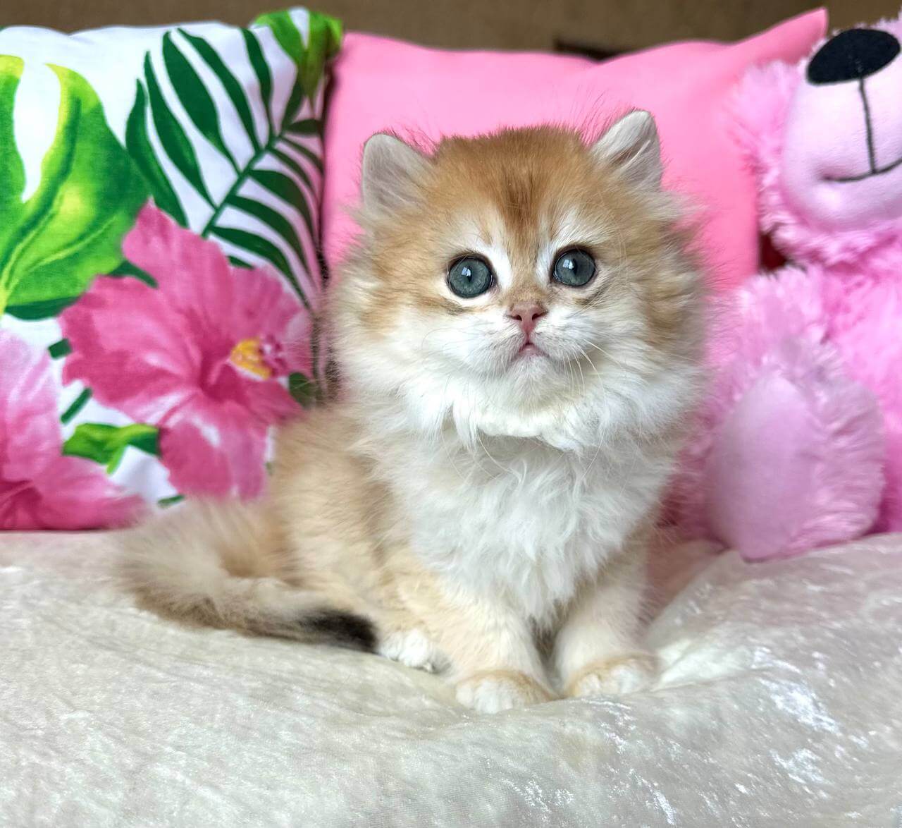 Naomi British Longhair Female (Available) $2950