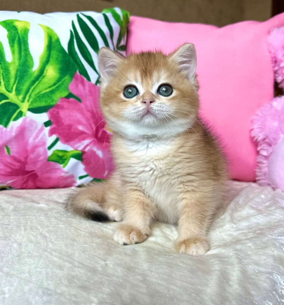 Nihan British Shorthair Male (Available) $3050