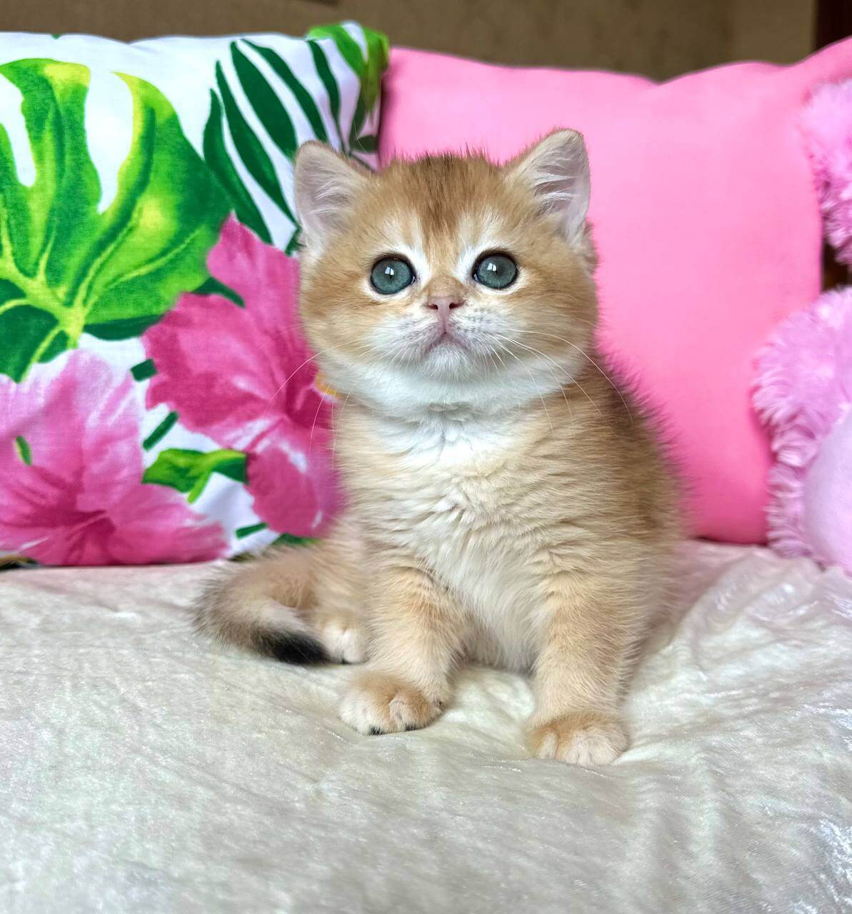Nihan British Shorthair Male (Available) $3050