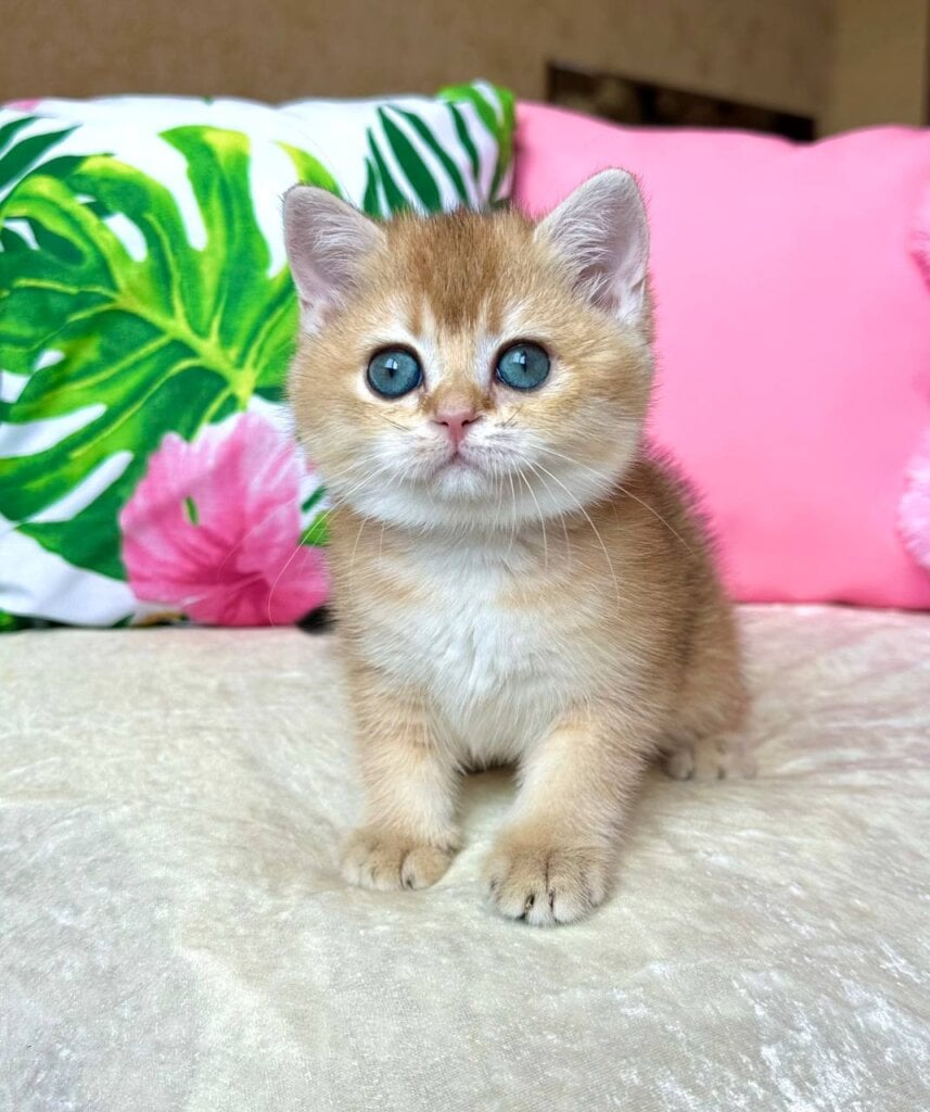 Nixie British Shorthair Female (Available) $2850