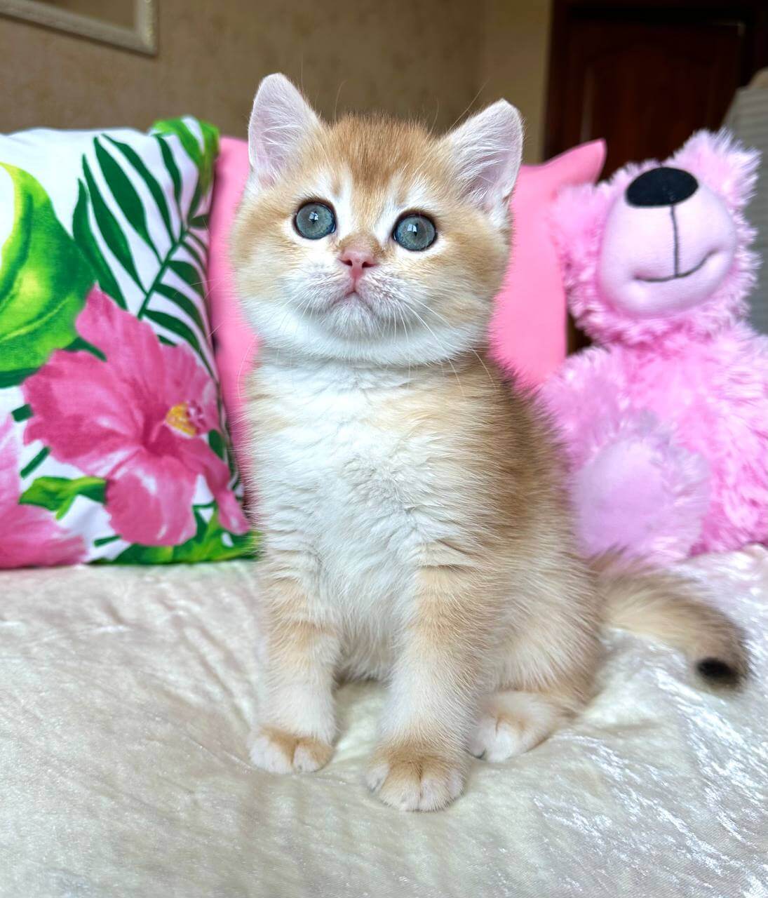 Nico British Shorthair Male (Available) $2750