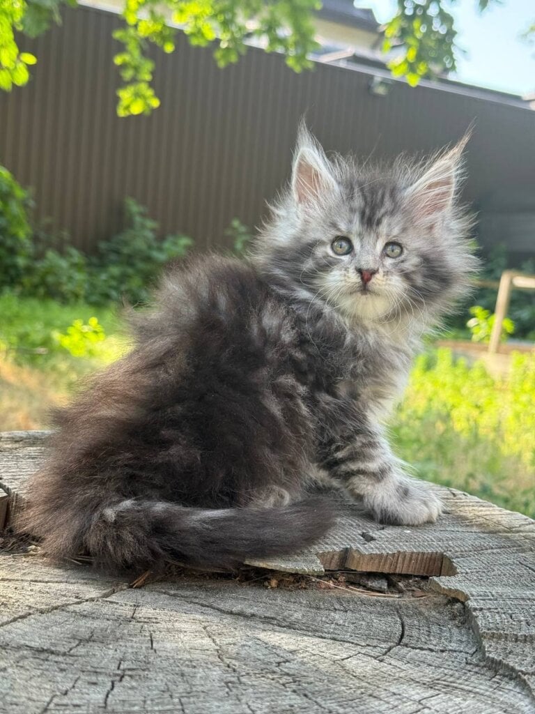 Baby Maine Coon Female (Available) $3000