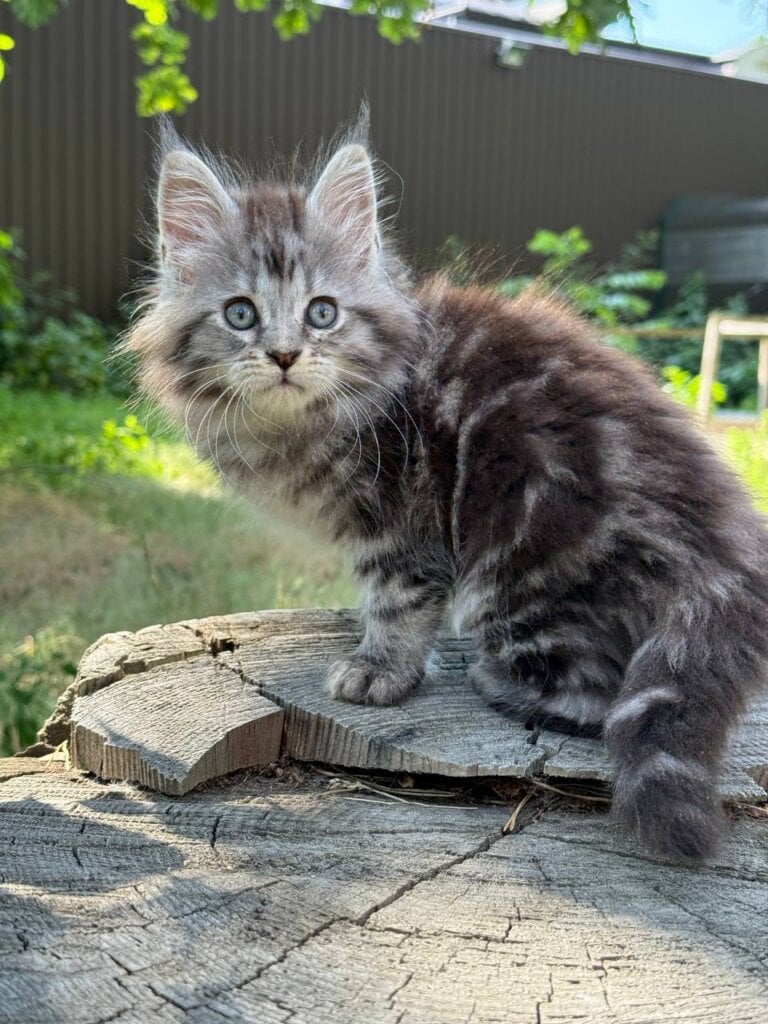Bandit Maine Coon Male (Available) $2950