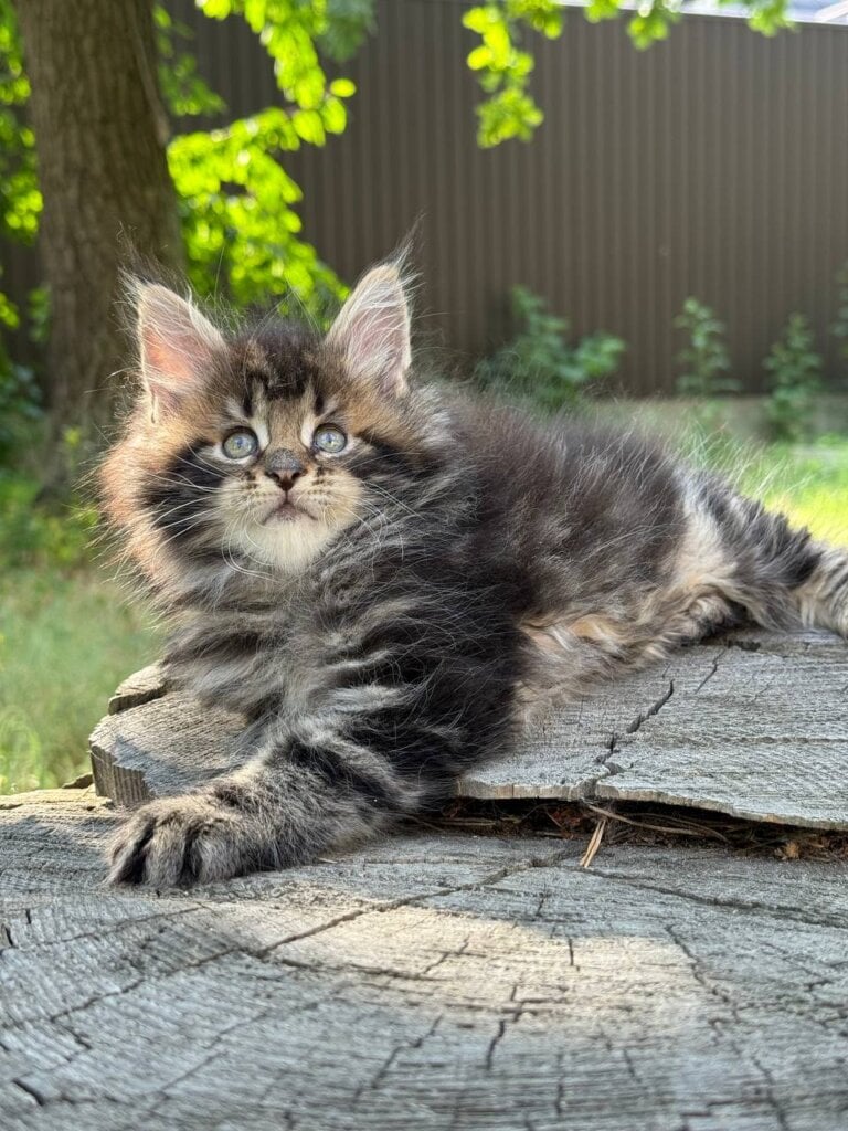 Ben Maine Coon Male (Available) $2950