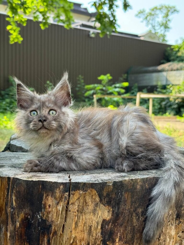 Balto Maine Coon Male (Available) $2950