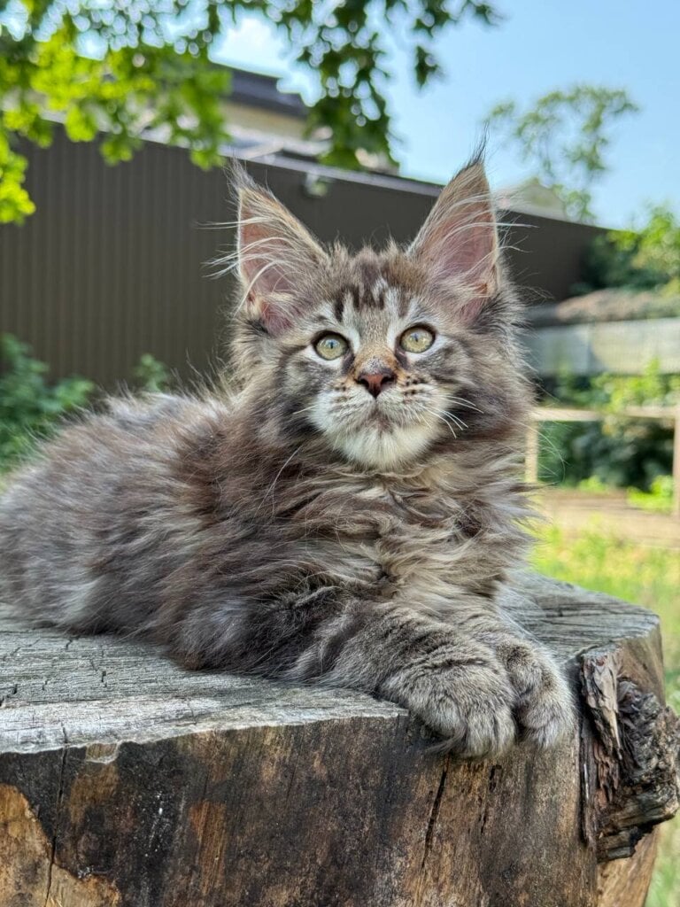 Aura Maine Coon Female (Available) $2450