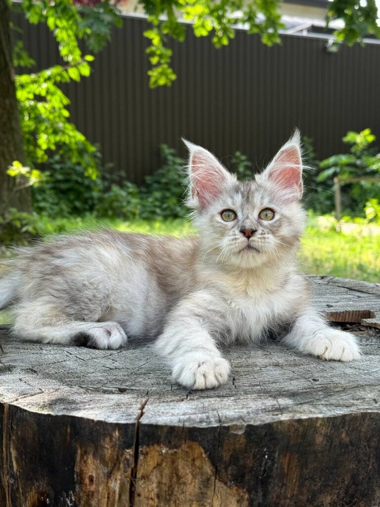 Avrora Maine Coon Female (Available) $2450