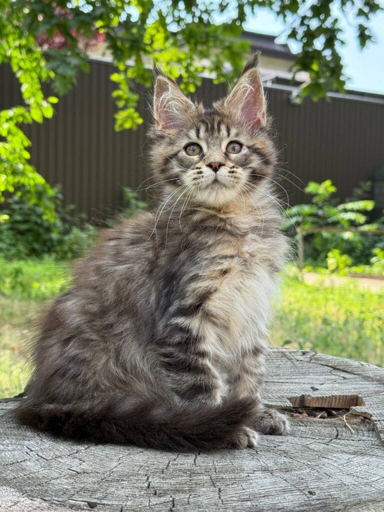 Astra Maine Coon Female (Available) $2450