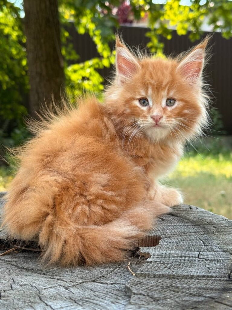 Boris Maine Coon Male (Available) $2950