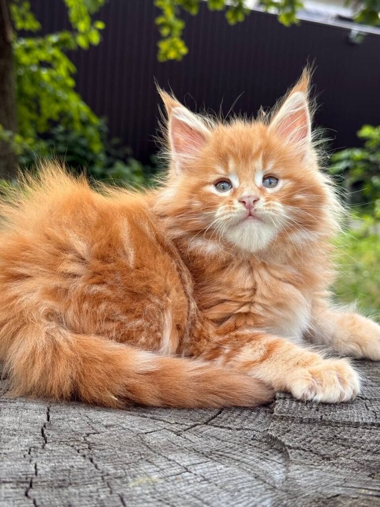 Boris Maine Coon Male (Available) $2950