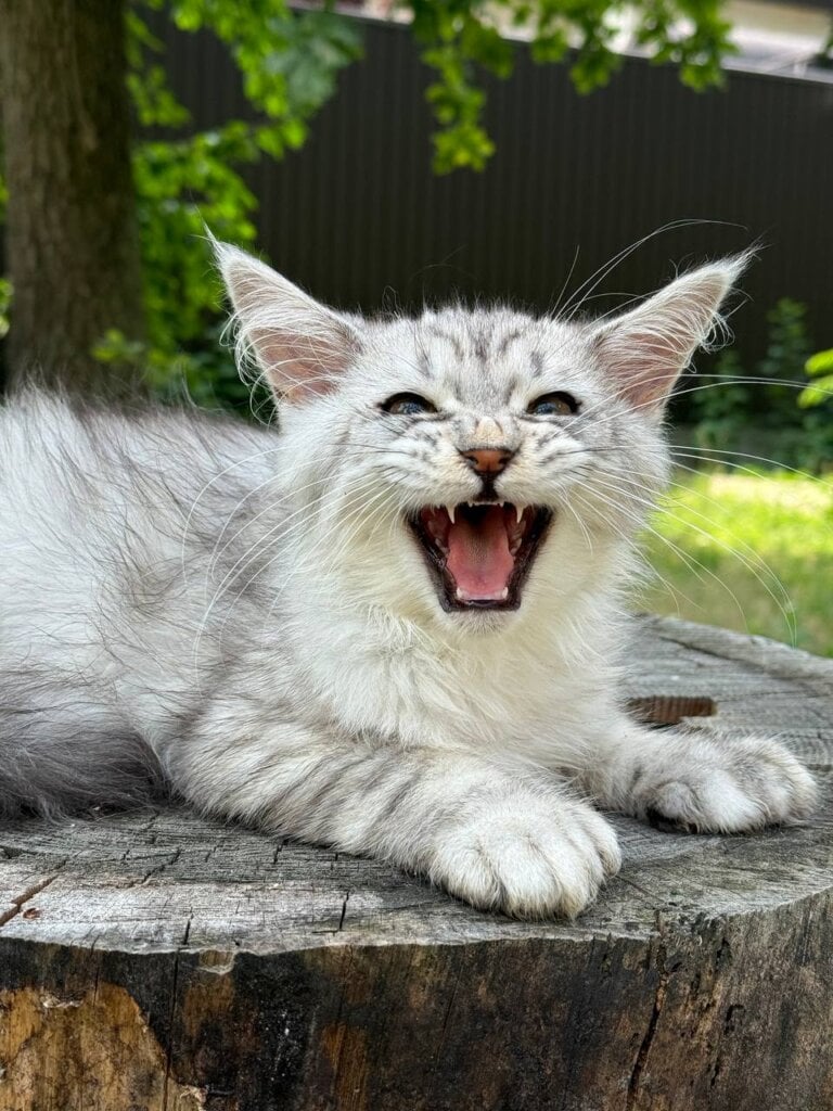 Snow Maine Coon POLY Male (Available) $3450