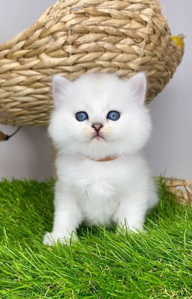 Vito British Longhair Male (Available) $2900