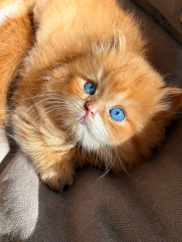 Chilly British Longhair Male (Available) $3750