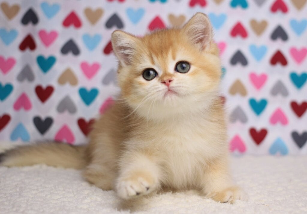 Cruz British Shorthair Male (Available) $2700