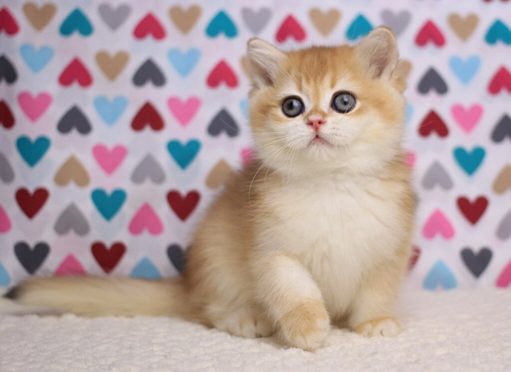 Chip British Shorthair Male (Available) $2700